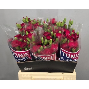 Di Te Symply Cherry