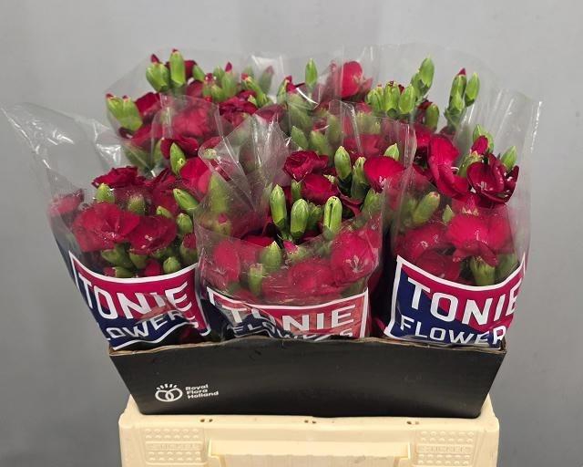 <h4>Di Te Symply Cherry</h4>