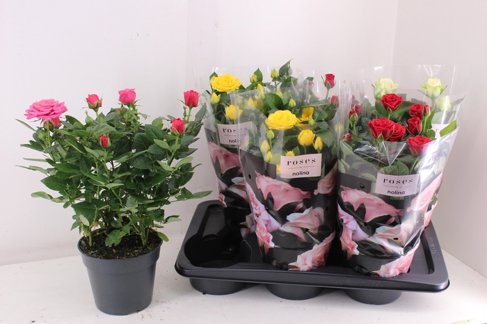 <h4>RO PALACE GEM 4 SRT</h4>