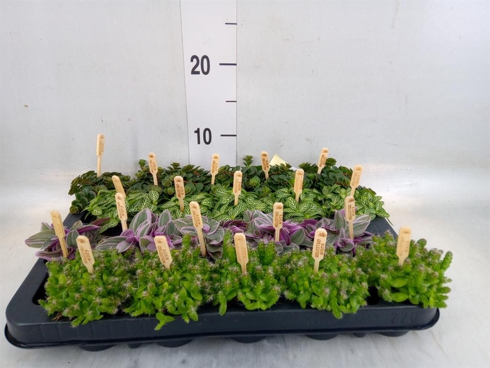 <h4>Planten  ..mix</h4>