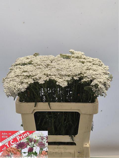 <h4>ACHIL M WHITE BEAUTY</h4>