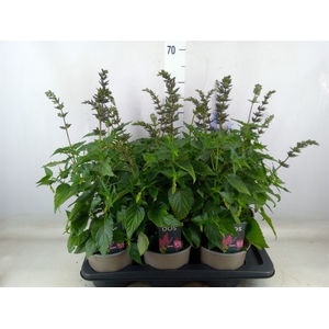 Salvia  'Salgoon Lake Como'