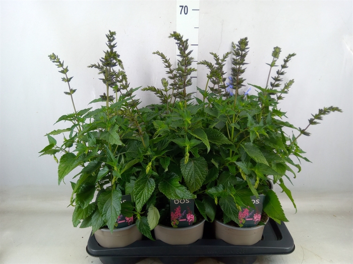 <h4>Salvia  'Salgoon Lake Como'</h4>