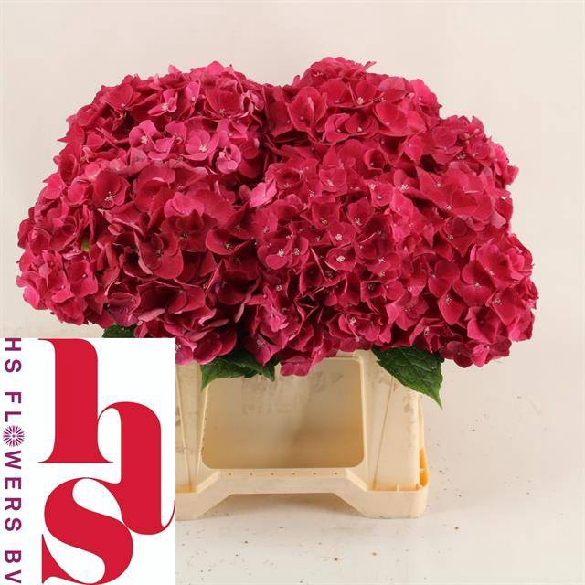Hydrangea my mon amour red