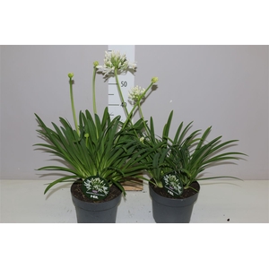 Agapantus Henrys White