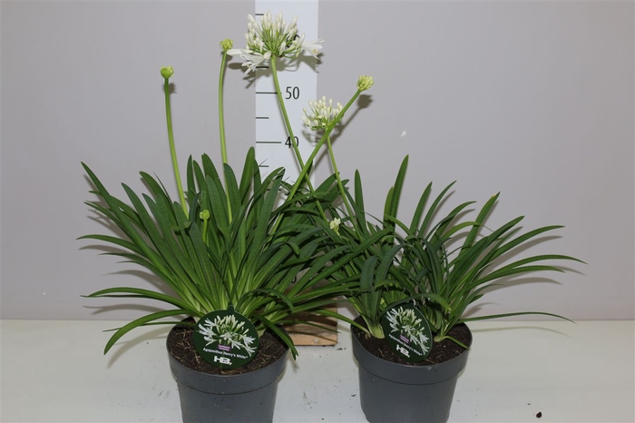 <h4>Agapantus Henrys White</h4>