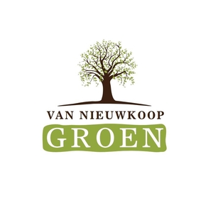 Buxus sempervirens Blok 40