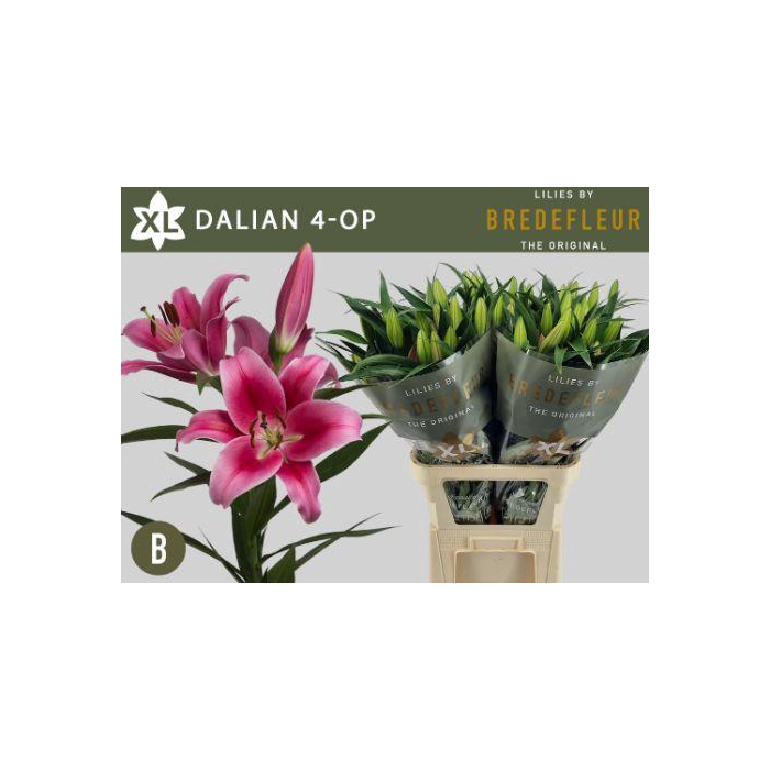 <h4>Li Ot Dalian</h4>