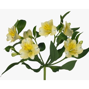Alstroemeria Selection Cream