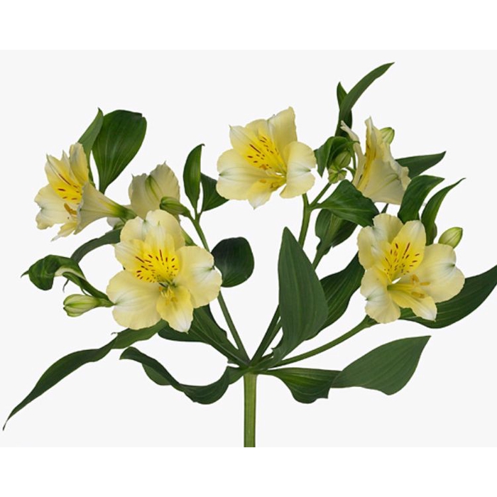 <h4>Alstroemeria Selection Cream</h4>