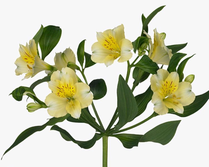 Alstroemeria Selection Cream