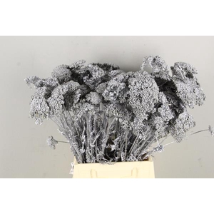 Df Achillea Paint Bs Silver