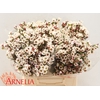 Chamelaucium Moonlight Delight