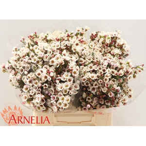 Chamelaucium Moonlight Delight