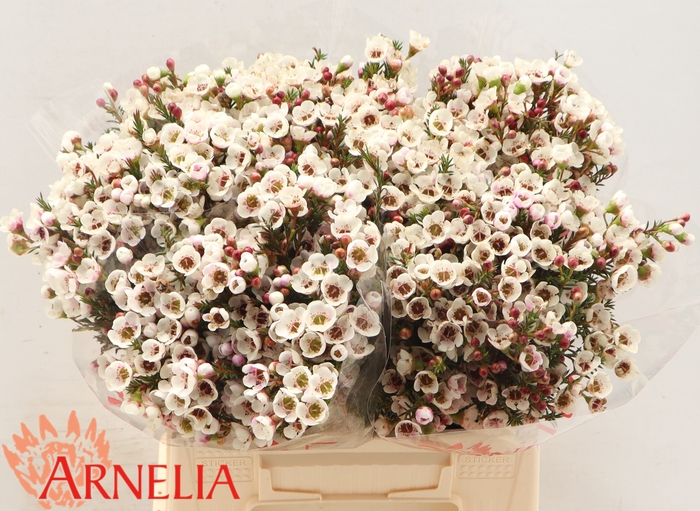 Chamelaucium Moonlight Delight