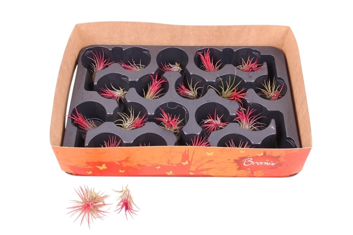 <h4>TILLANDSIA IONANTHA</h4>