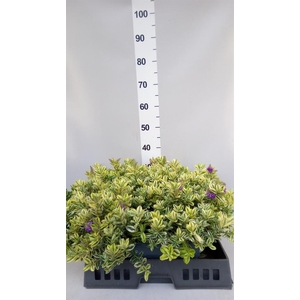 .Hebe andersonii variegata