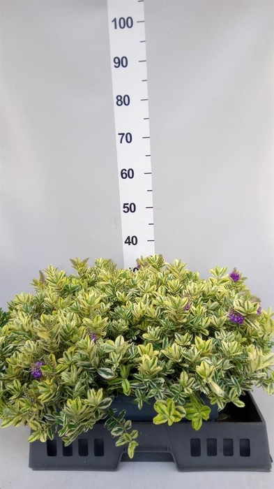 <h4>.Hebe andersonii variegata</h4>