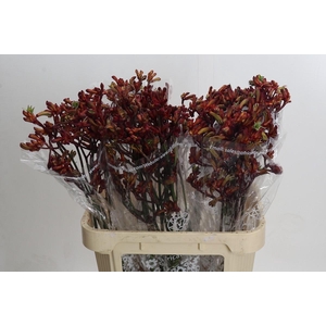 Anigozanthos Early Spring Indoor