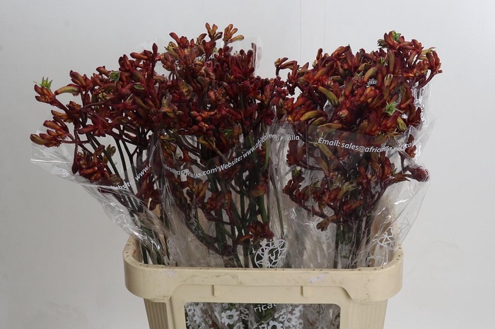 <h4>Anigozanthos Early Spring Indoor</h4>