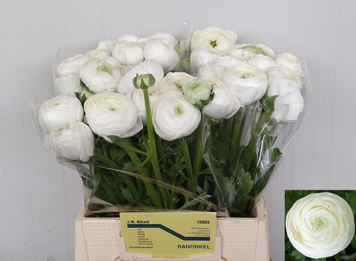 <h4>Ran Elegance White Nikerk</h4>