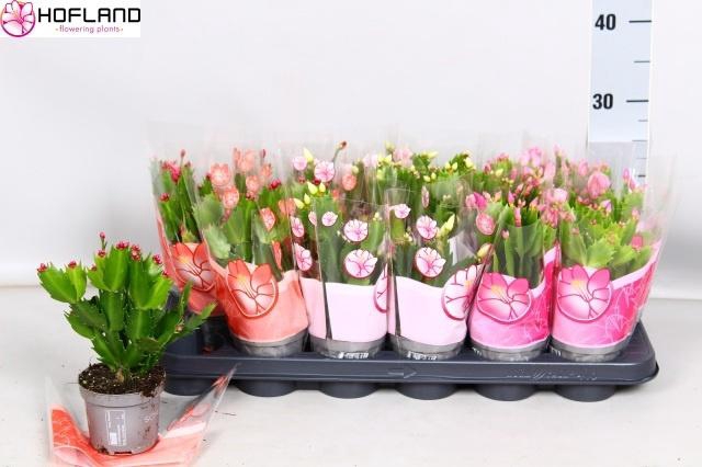 <h4>SCHLUMB GEM 3 KL</h4>