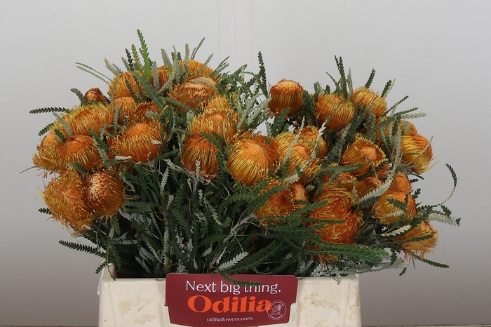 <h4>Banksia Dryandra</h4>