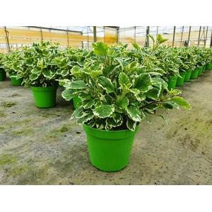 Plectranthus overig