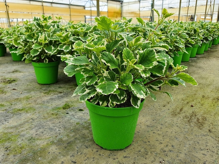 <h4>Plectranthus overig</h4>