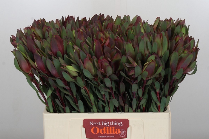 <h4>Leucadendron Senorita</h4>