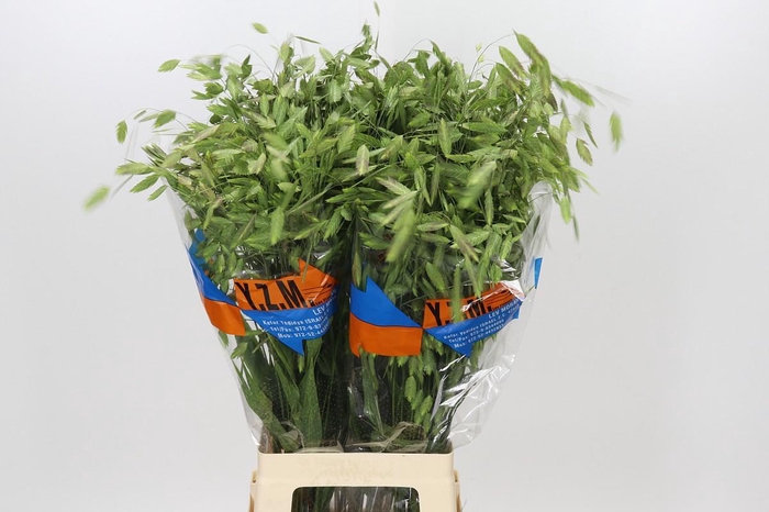 <h4>Chasmanthium latifolium</h4>