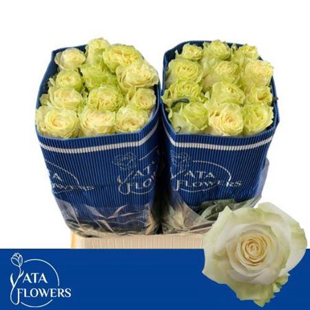 <h4>Rosa grootbloemig Mondial</h4>