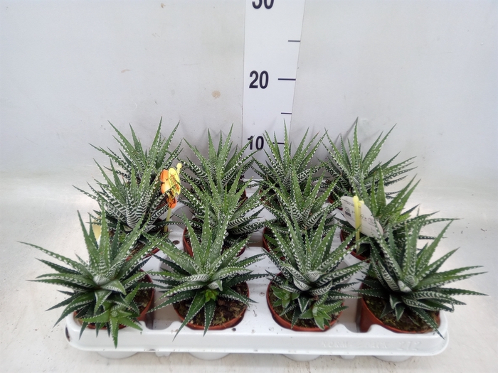 <h4>Haworthia fasciala 'Big Band'</h4>