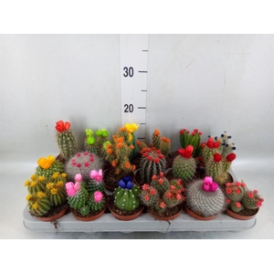 Cactus   ...decorated