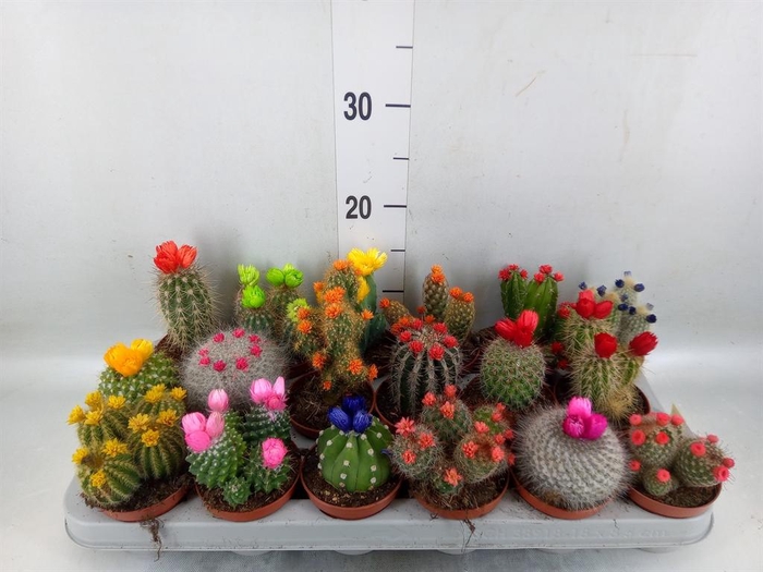 <h4>Cactus ...decorated</h4>