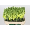 Antirrhinum Opus Yellow