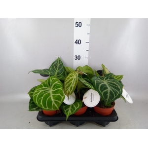 Anthurium   ...