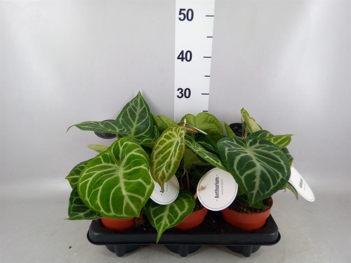 <h4>Anthurium   ...</h4>