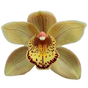 CYMB GR CHESTNUT KATE