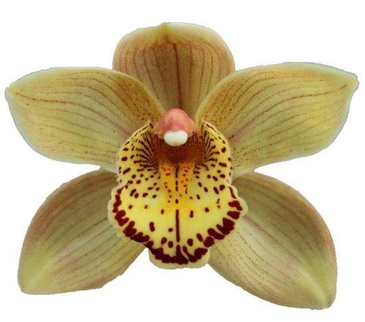 <h4>CYMB GR CHESTNUT KATE</h4>