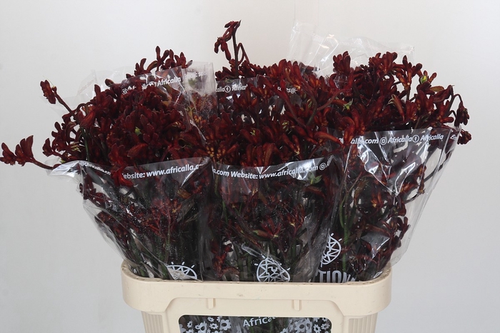 <h4>Anigozanthos Early Spring</h4>