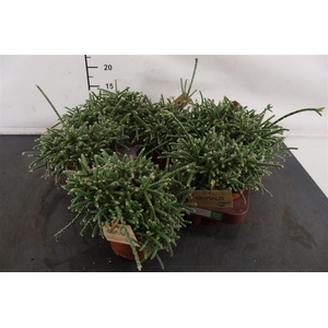 Rhipsalis 12 Cm. P. Pilocarpa