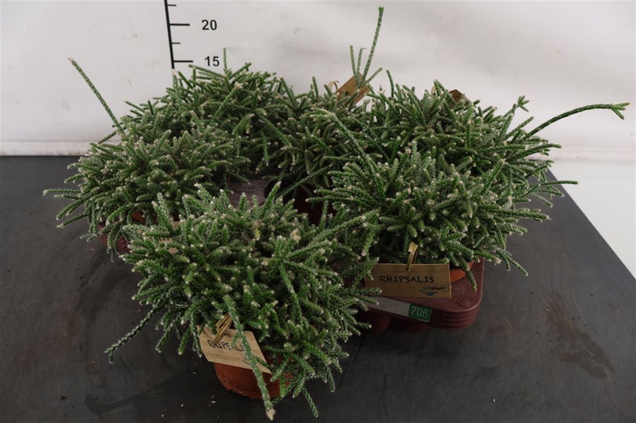 <h4>Rhipsalis 12 Cm. P. Pilocarpa</h4>