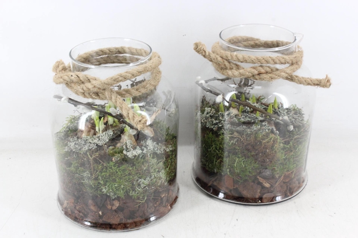 <h4>arr4 Bollenmix MB - Glas venice 285/5</h4>