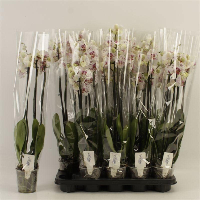 <h4>PHAL CALYPSO</h4>