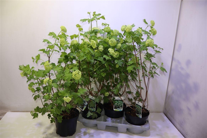 <h4>arr8 Vibu Op Roseum</h4>