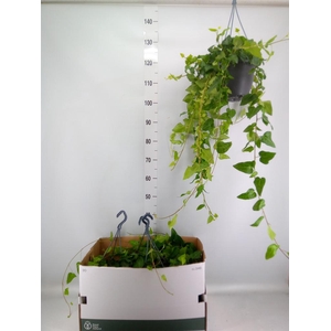 Hedera helix 'Mein Herz'