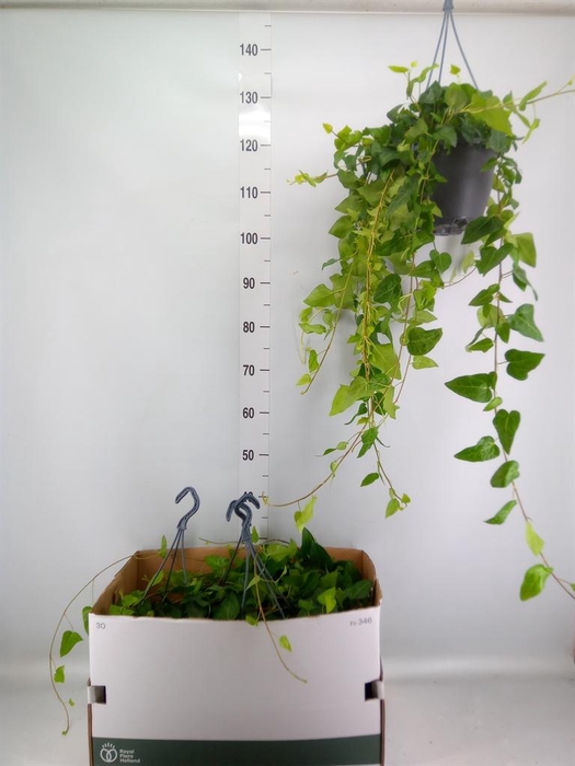 <h4>Hedera helix 'Mein Herz'</h4>