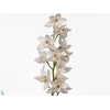 CYMB T MAGIC WHITY Decorum 80cm