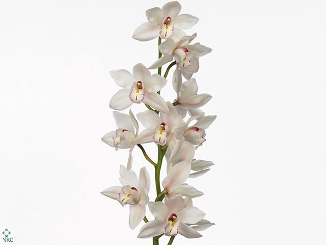 CYMB T MAGIC WHITY Decorum 80cm